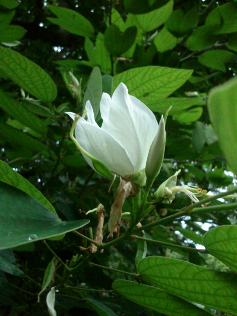 Mahesh Lunch Home, Fort